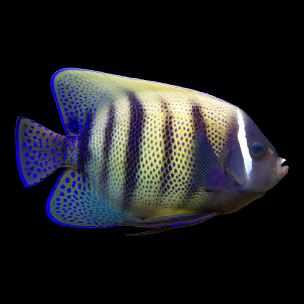 Six-Barred Angel