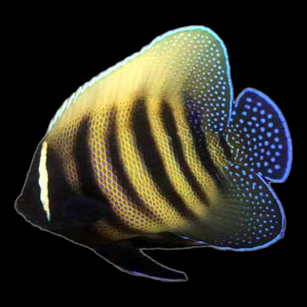 Six-Barred Angel
