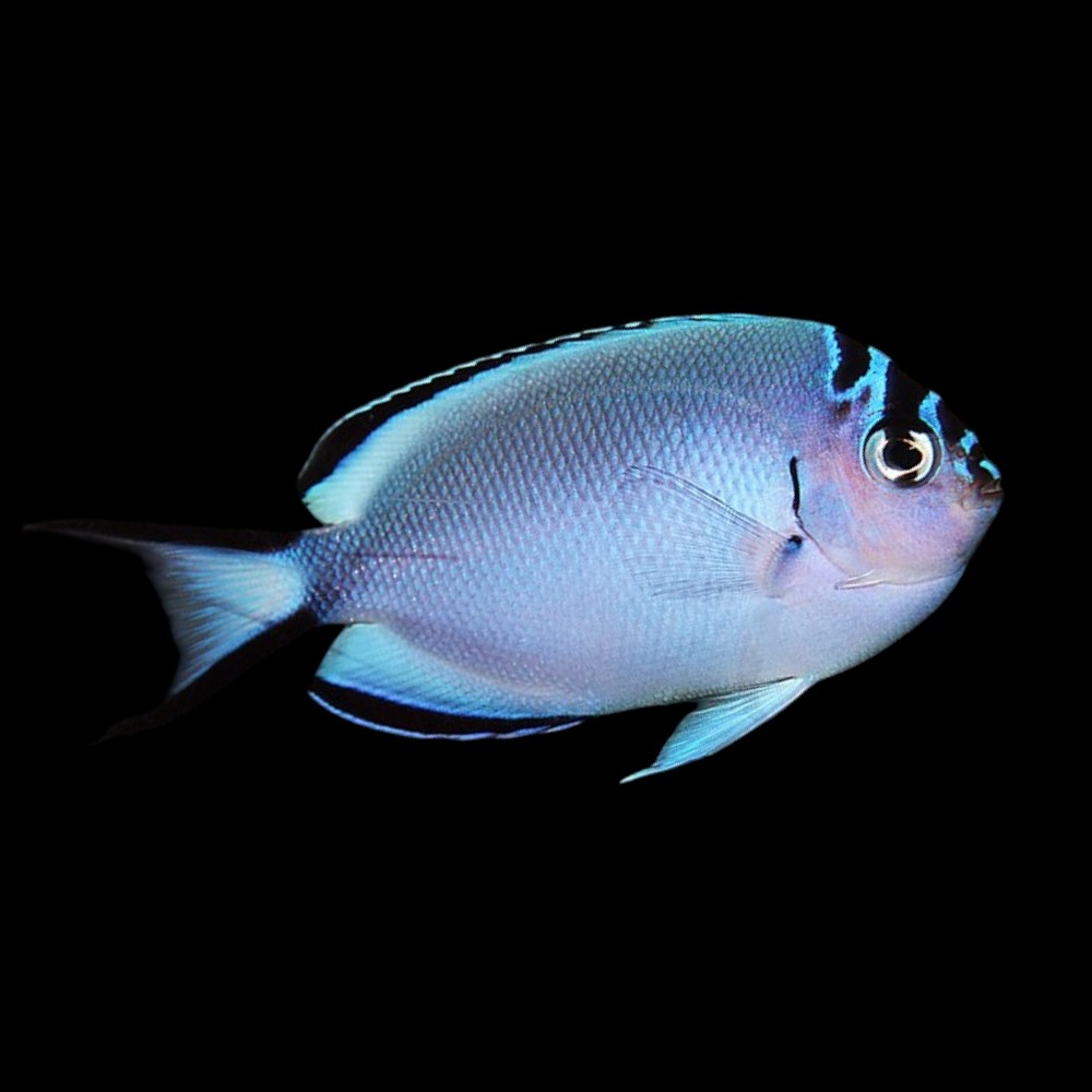 Watanabei Female