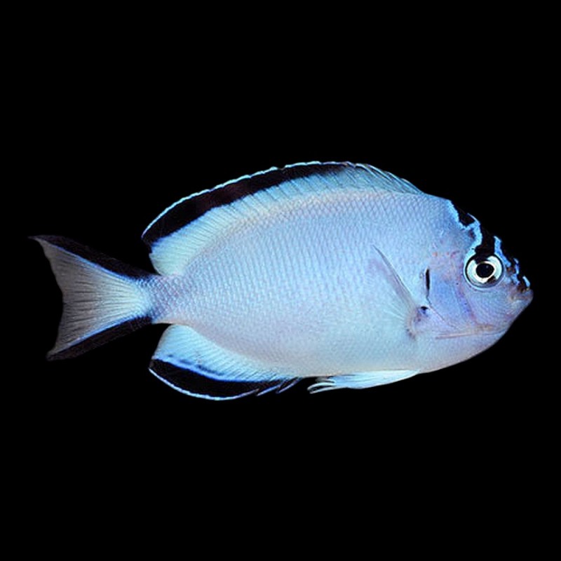 Watanabei Female