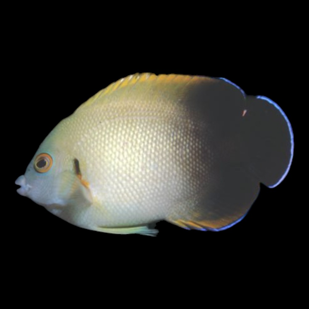 Pearl-Scale Angel