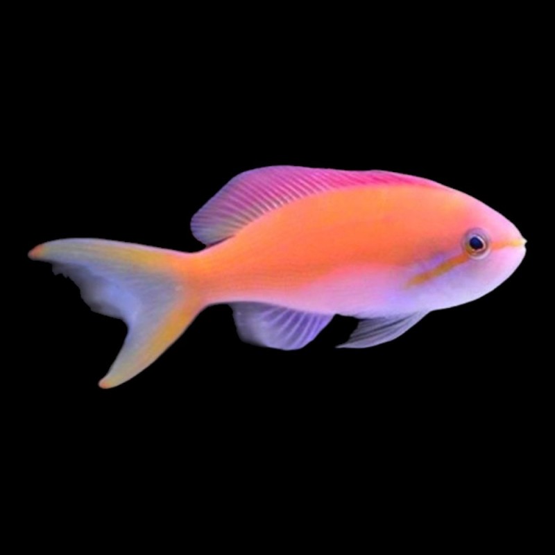Carberryi Anthias
