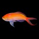 Carberryi Anthias