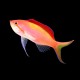 Dispar Anthias