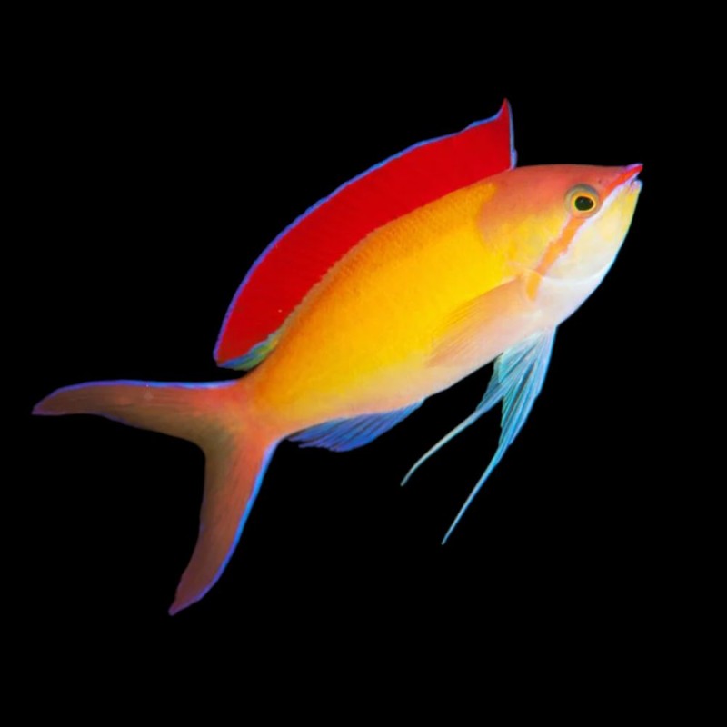 Dispar Anthias