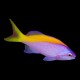 Evansi Anthias