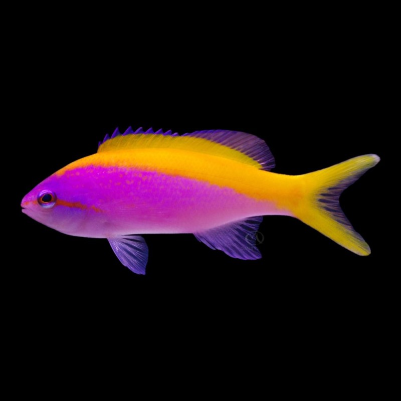 Evansi Anthias
