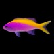 Evansi Anthias