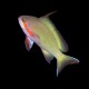Huchtii Anthias