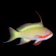 Huchtii Anthias