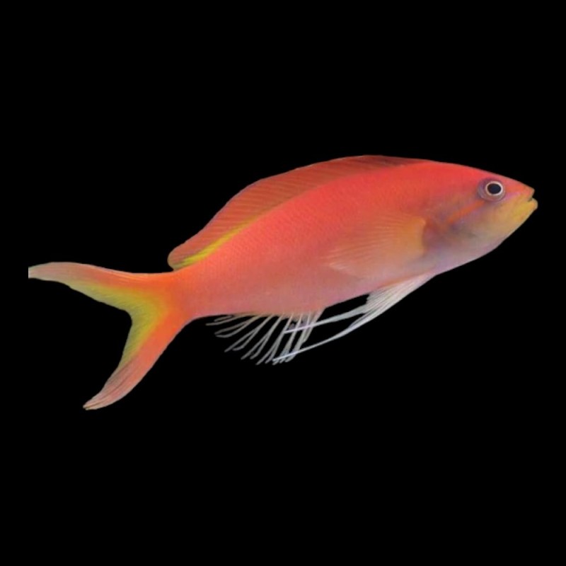 Ignitus Anthias