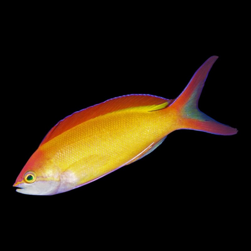Ignitus Anthias