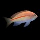 Red Striped Anthias