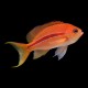 Red Striped Anthias