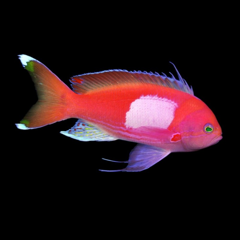 Squareback Anthias