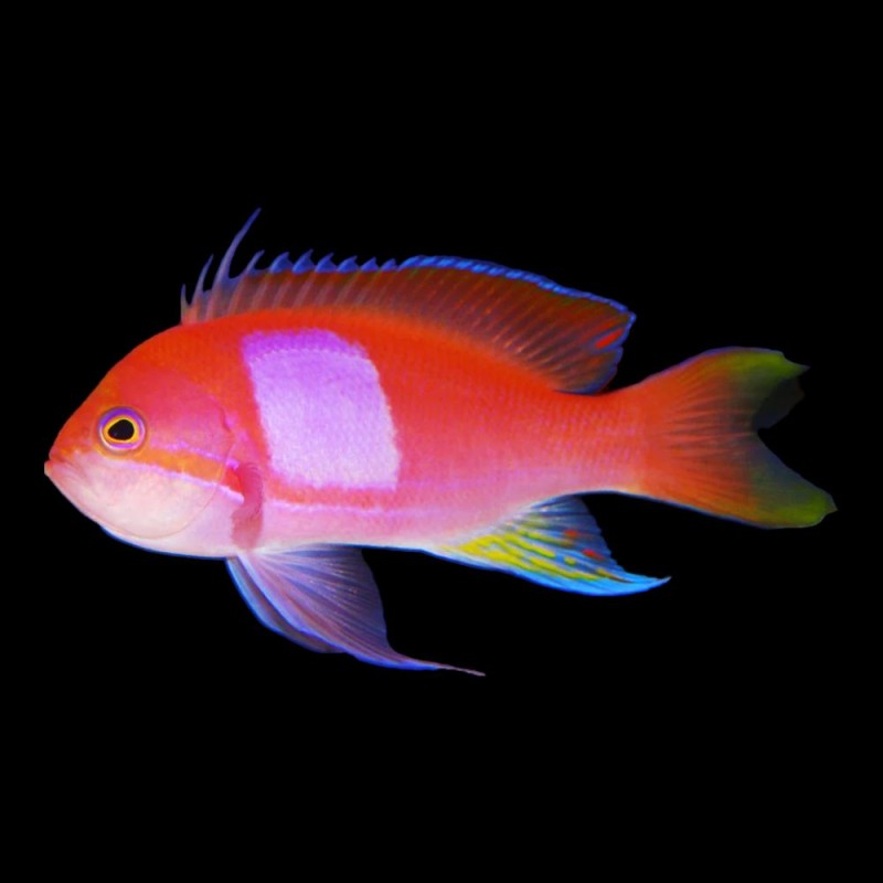 Squareback Anthias