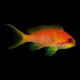 Common Anthias