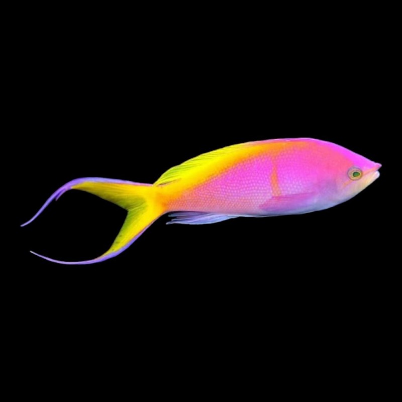 Bartletts Anthias