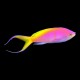 Bartletts Anthias