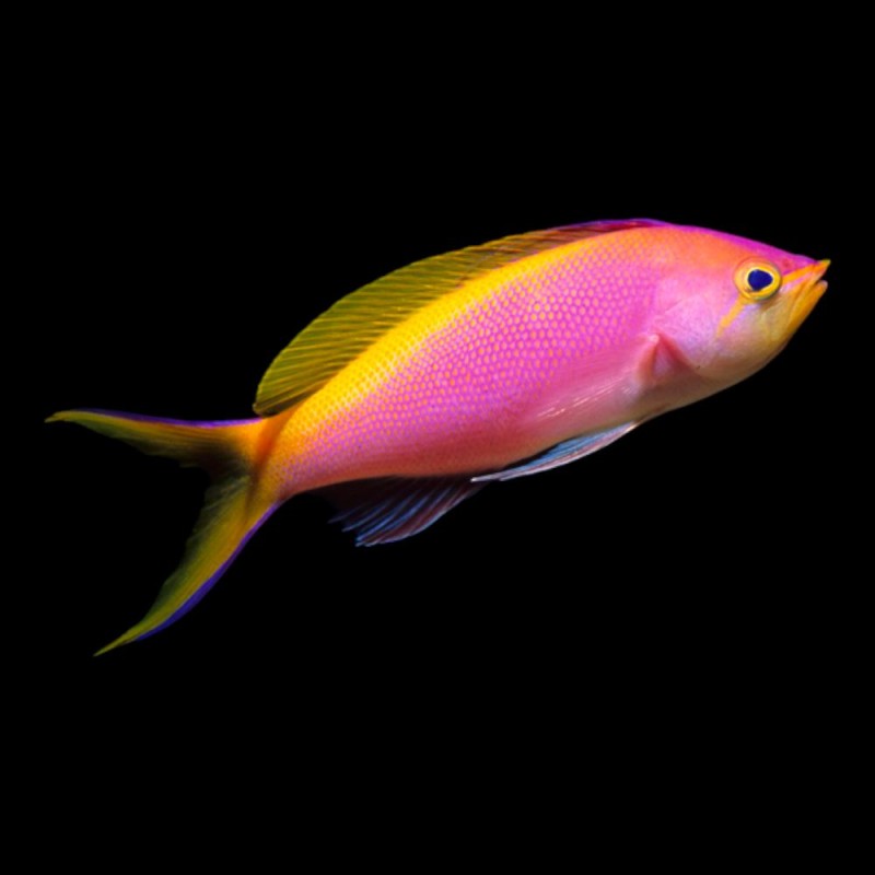 Bartletts Anthias