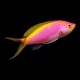 Bartletts Anthias