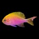 Fathead Sunburst Anthias