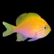 Fathead Sunburst Anthias
