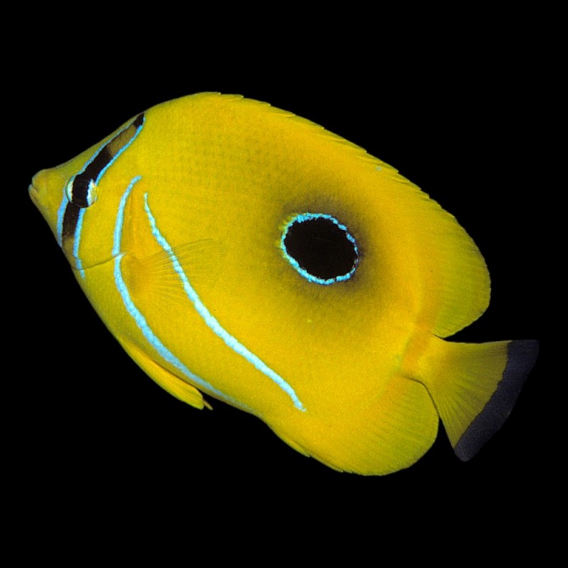 Bennetts Butterflyfish