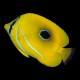 Bennetts Butterflyfish