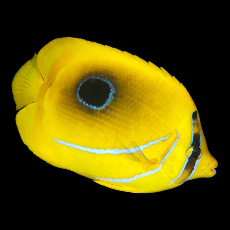 Bennetts Butterflyfish