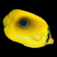 Bennetts Butterflyfish