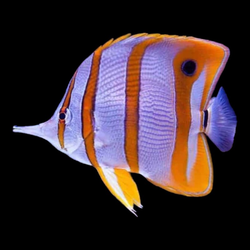 Australian Copperband Butterfly