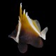 Humphead bannerfish
