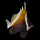 Humphead bannerfish