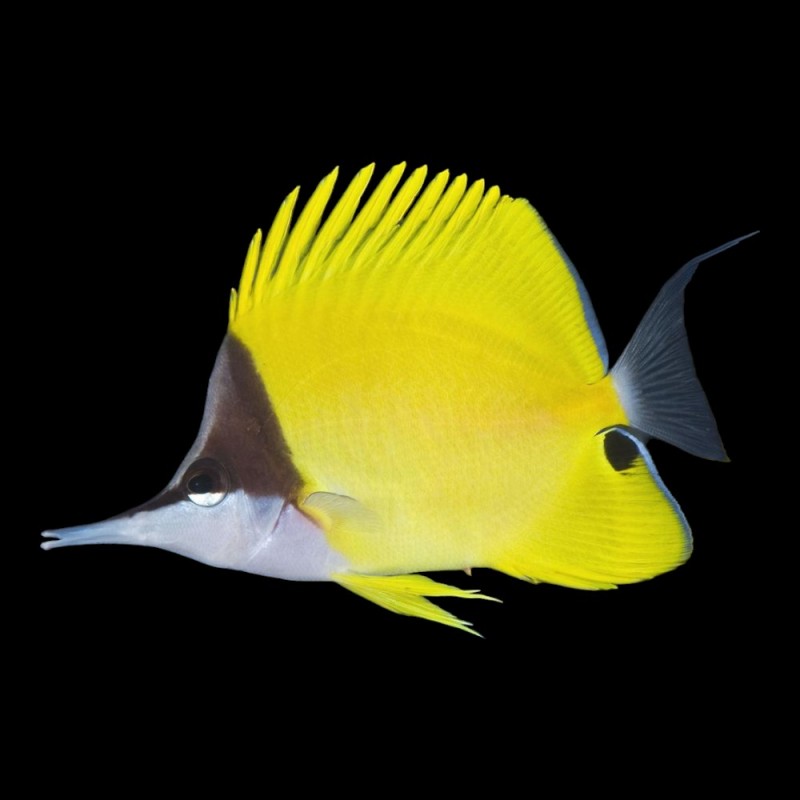 Longnose Butterfly