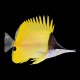 Longnose Butterfly