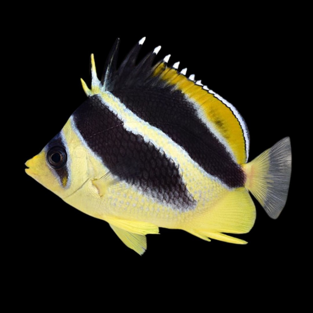 Mitratus Butterfly