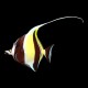 Moorish Idol
