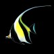 Moorish Idol