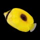 Mirror Butterflyfish