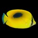 Mirror Butterflyfish