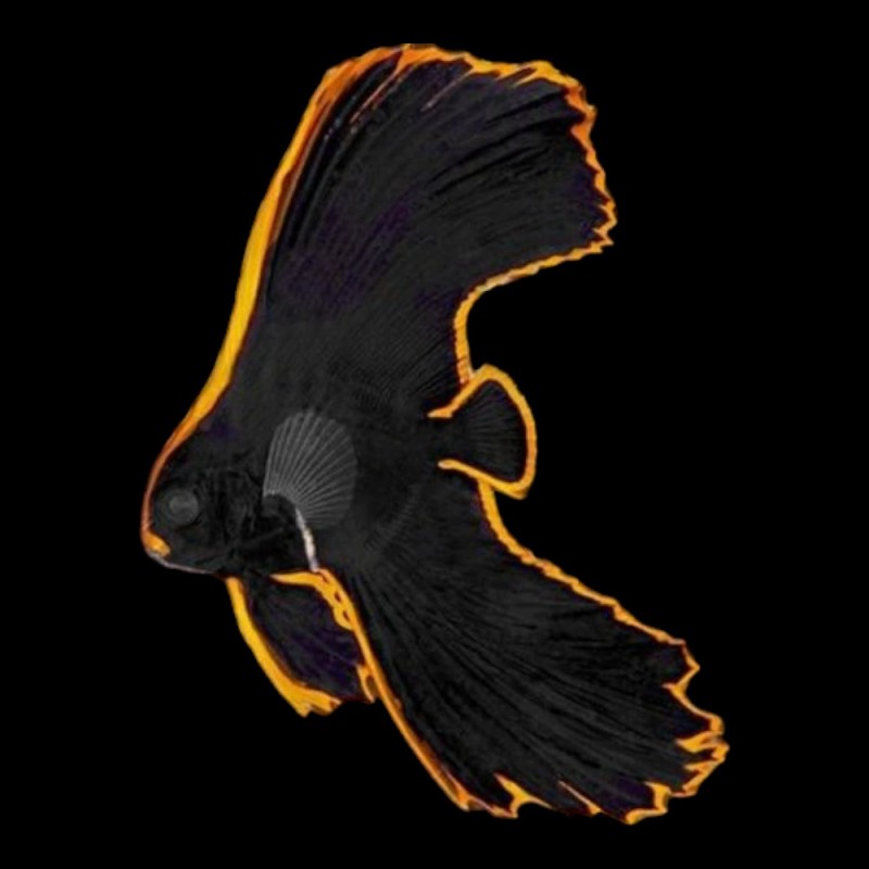 Redface Batfish