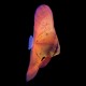 Orbic Batfish