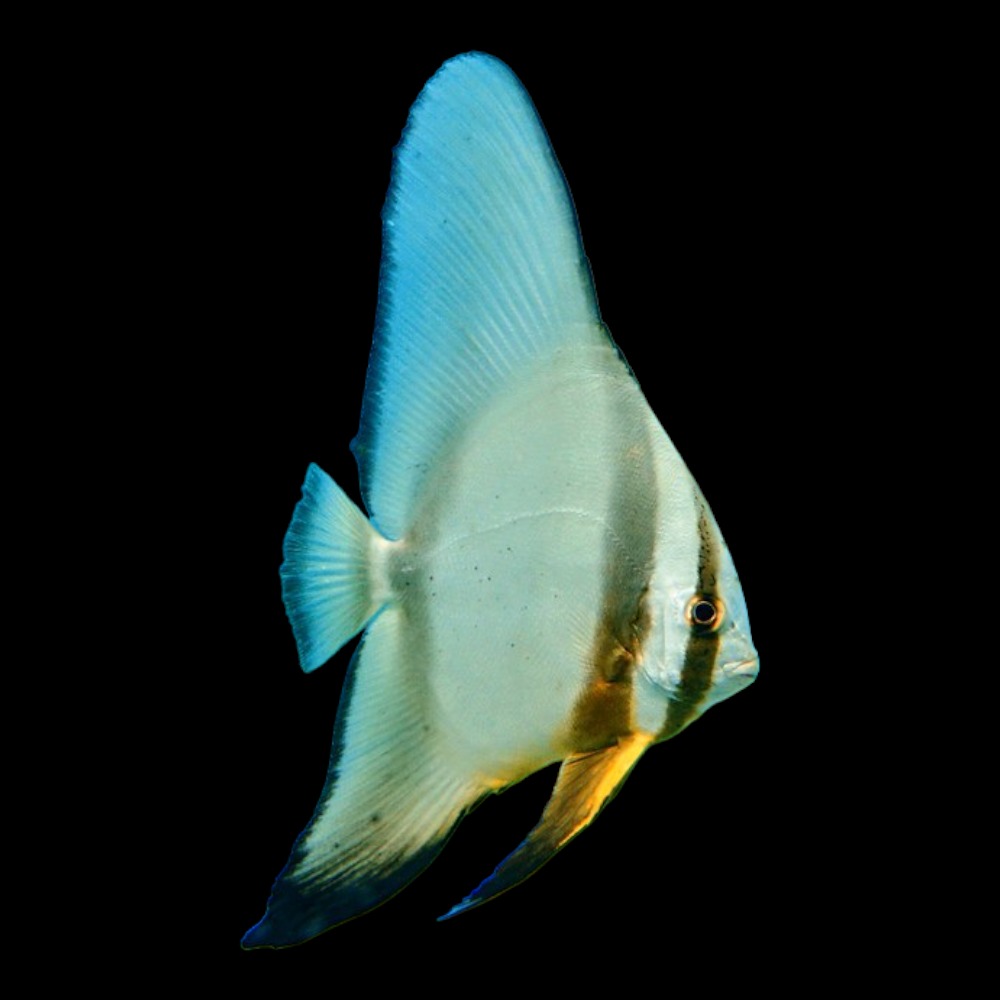 Orbicularis Batfish