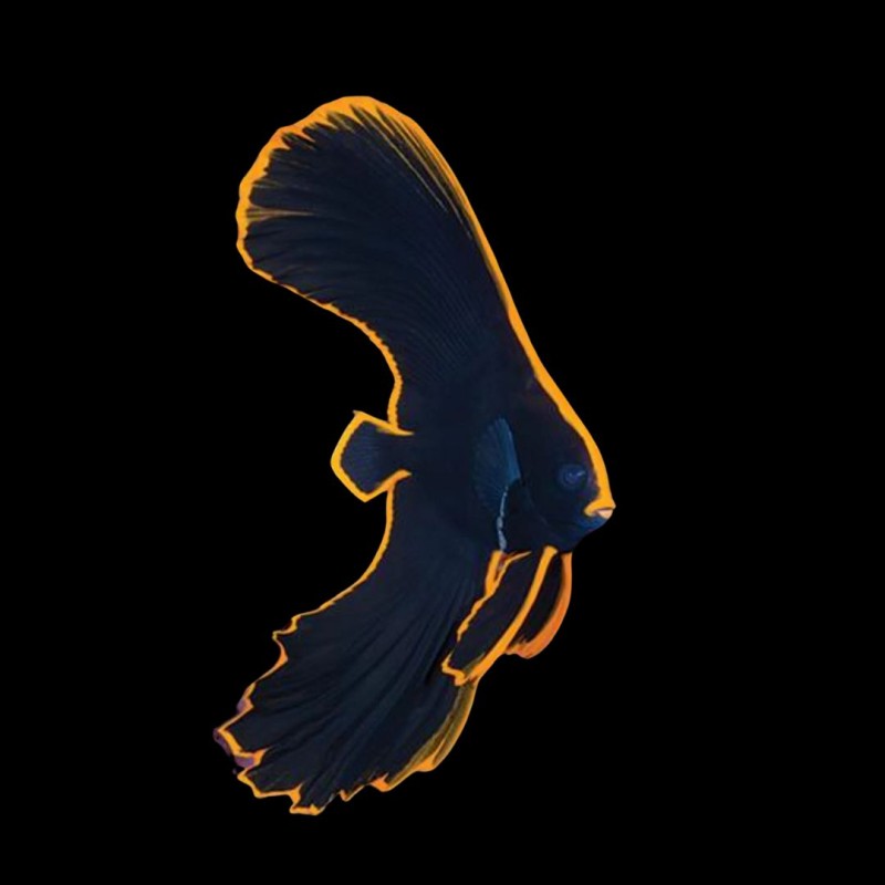 Redface Batfish