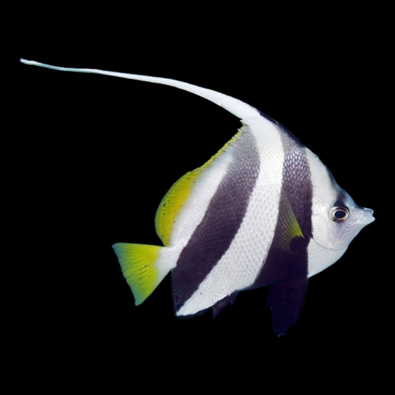 Schooling Bannerfish
