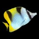 Falcula Butterfly