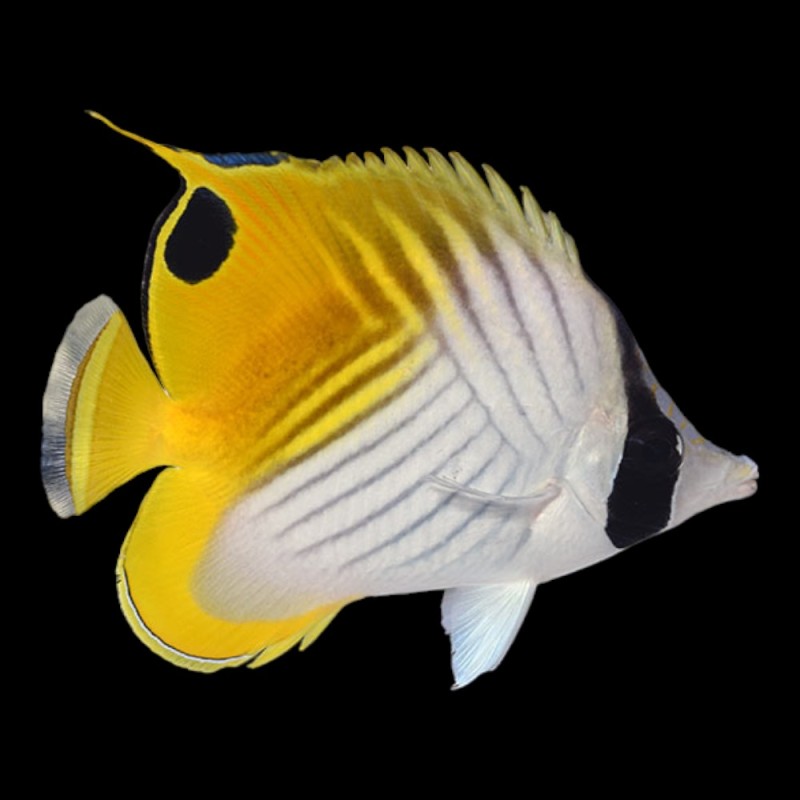 Threadfin Butterfly