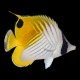 Threadfin Butterfly