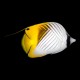 Threadfin Butterfly
